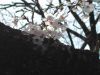 Aoyama Cemetery Cherry Blossoms